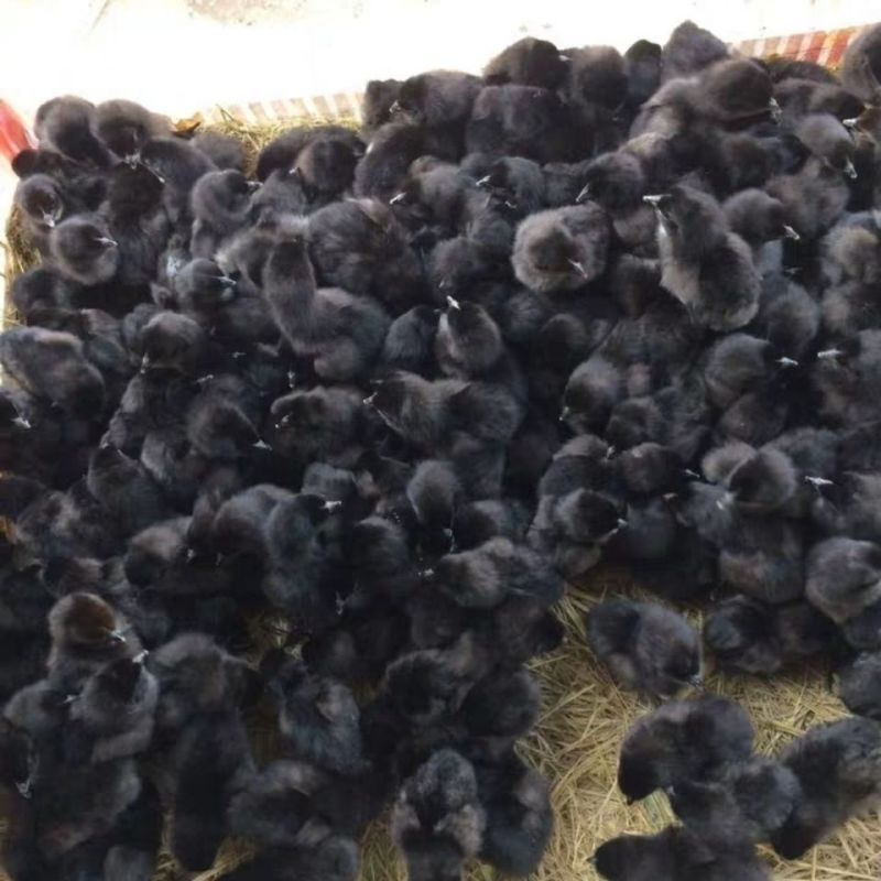 黑羽土鸡活体散养土鸡黑鸡出壳苗小鸡活体幼苗包邮批发