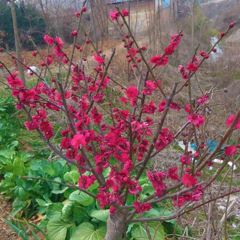 红梅盆栽地栽冬季腊梅浓香花卉别墅庭院工程