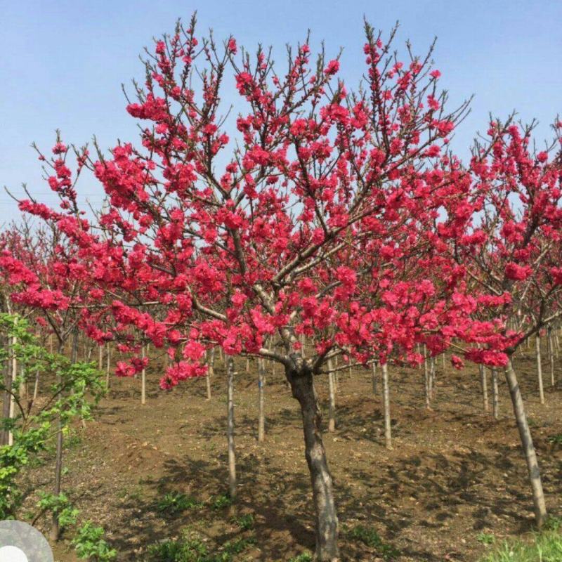 红梅盆栽地栽冬季腊梅浓香花卉别墅庭院工程