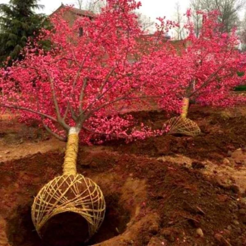 红梅盆栽地栽冬季腊梅浓香花卉别墅庭院工程