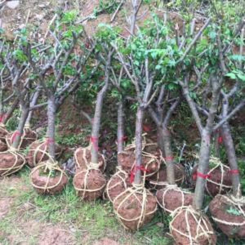 红梅盆栽地栽冬季腊梅浓香花卉别墅庭院工程