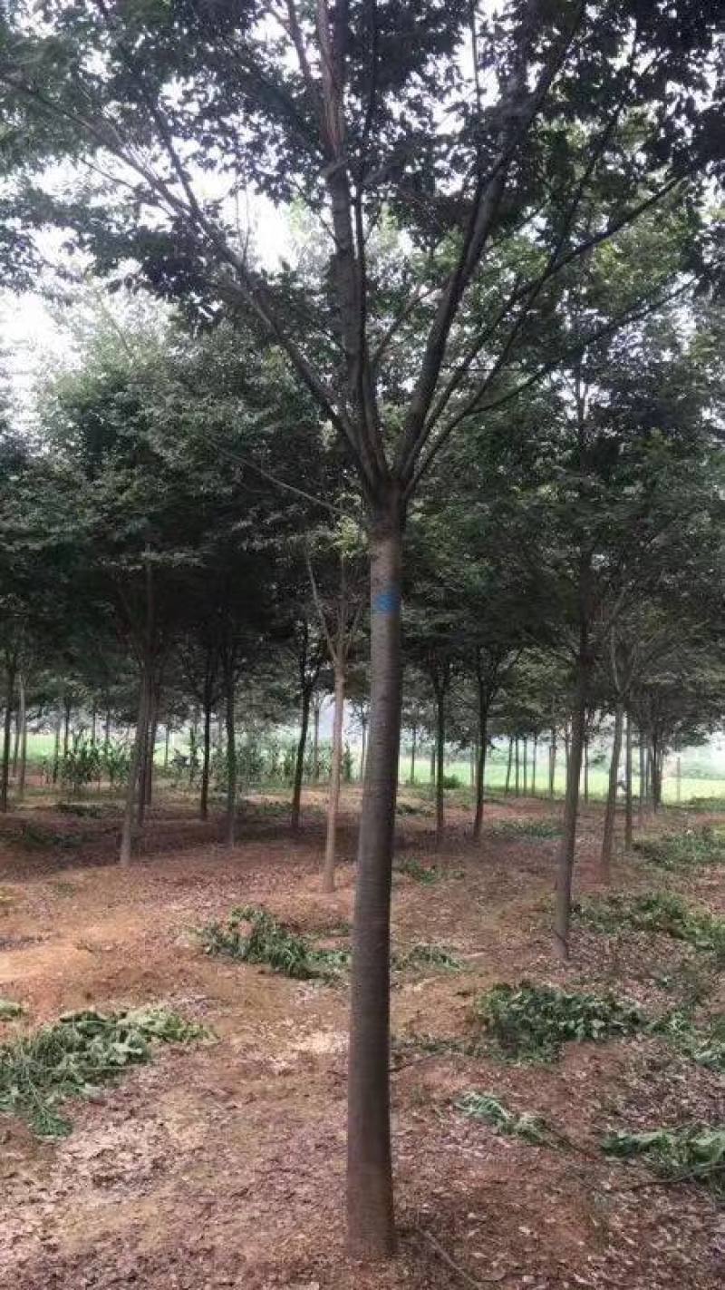 江苏榉树大树红榉树盆栽道路园林绿化工程欢迎前来选购