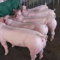 母猪二元母猪，产仔多好饲养，品种保证质量，全国发货，