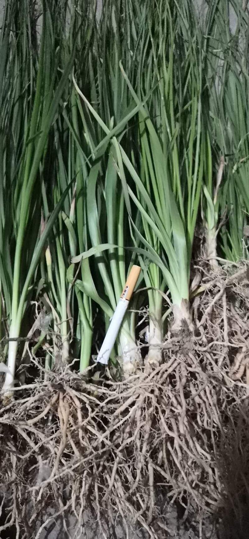 知母苗，一年苗，量大从优