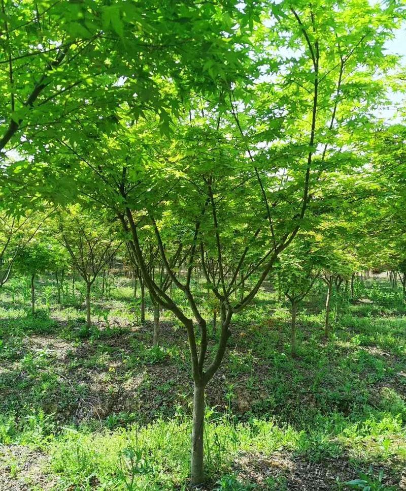 江苏精品鸡爪槭树6-10公分规格齐全欢迎