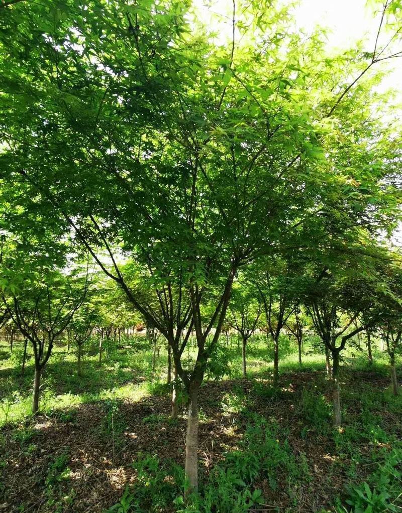 江苏精品鸡爪槭树6-10公分规格齐全欢迎