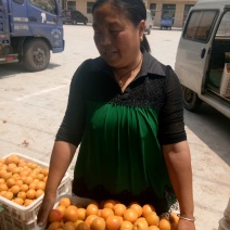 陆地金太阳杏市场货，量大，颜色好，有亮度。