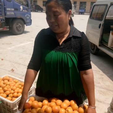 陆地金太阳杏市场货，量大，颜色好，有亮度。