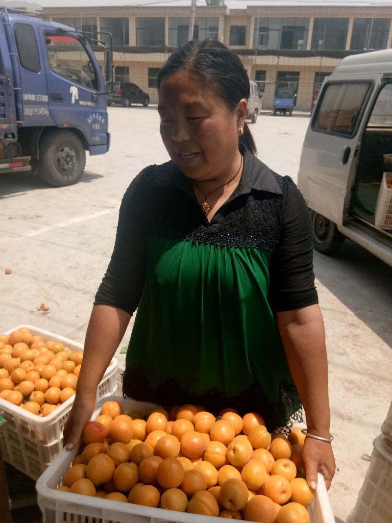 陆地金太阳杏市场货，量大，颜色好，有亮度。