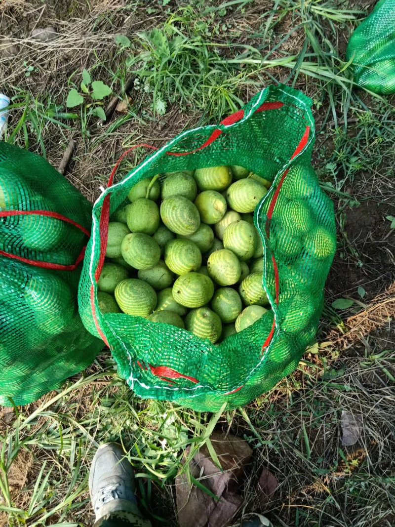 河南产地品种优良青皮核桃