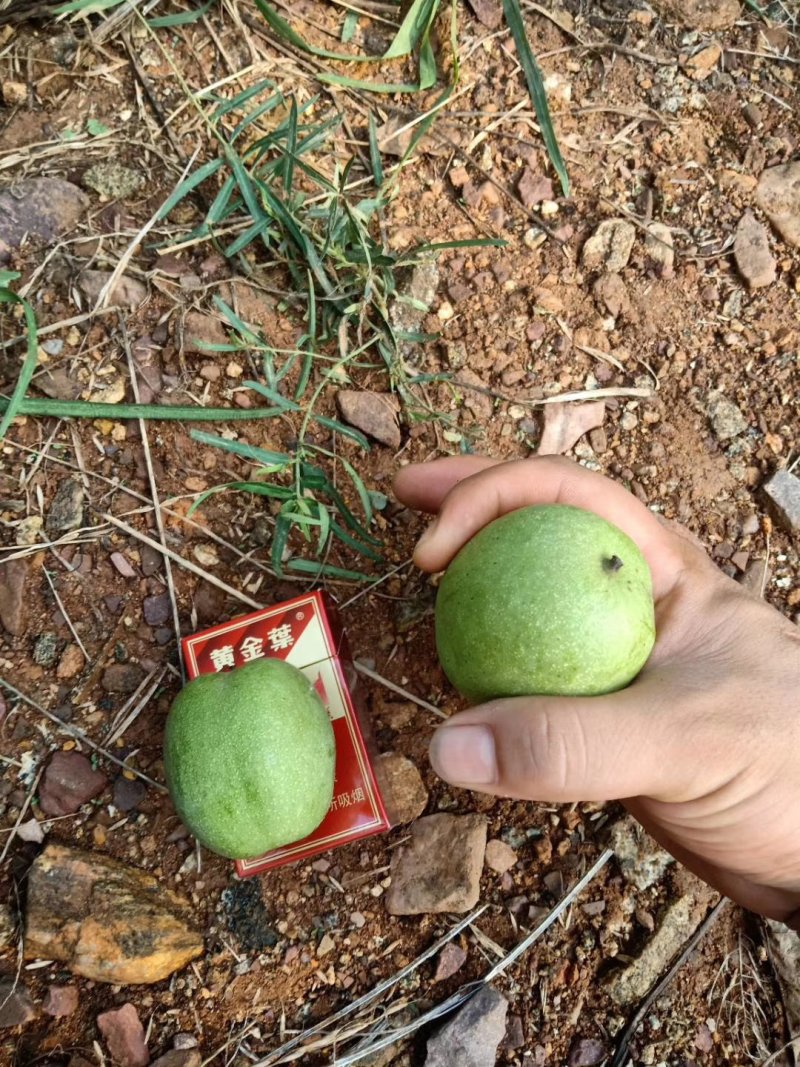 优良品种青皮核桃青皮