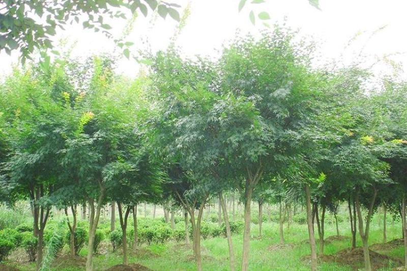 江苏精品鸡爪槭树6-10公分规格齐全欢迎