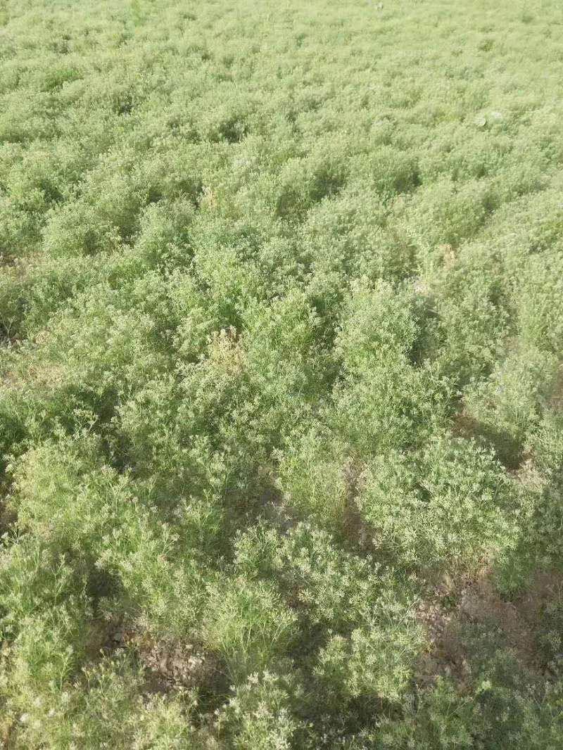 新疆特级孜然量大有优惠，假一赔十不掺任何进口孜然