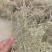 新疆特级孜然量大有优惠，假一赔十不掺任何进口孜然