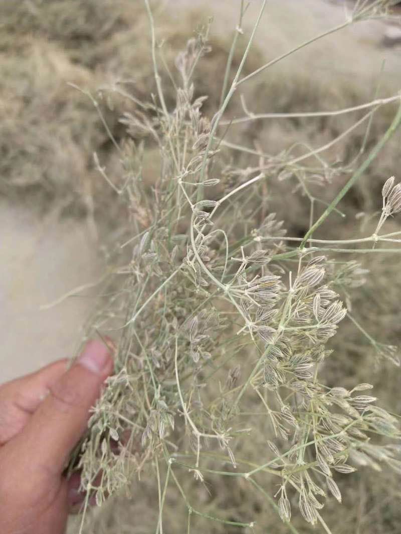 新疆特级孜然量大有优惠，假一赔十不掺任何进口孜然