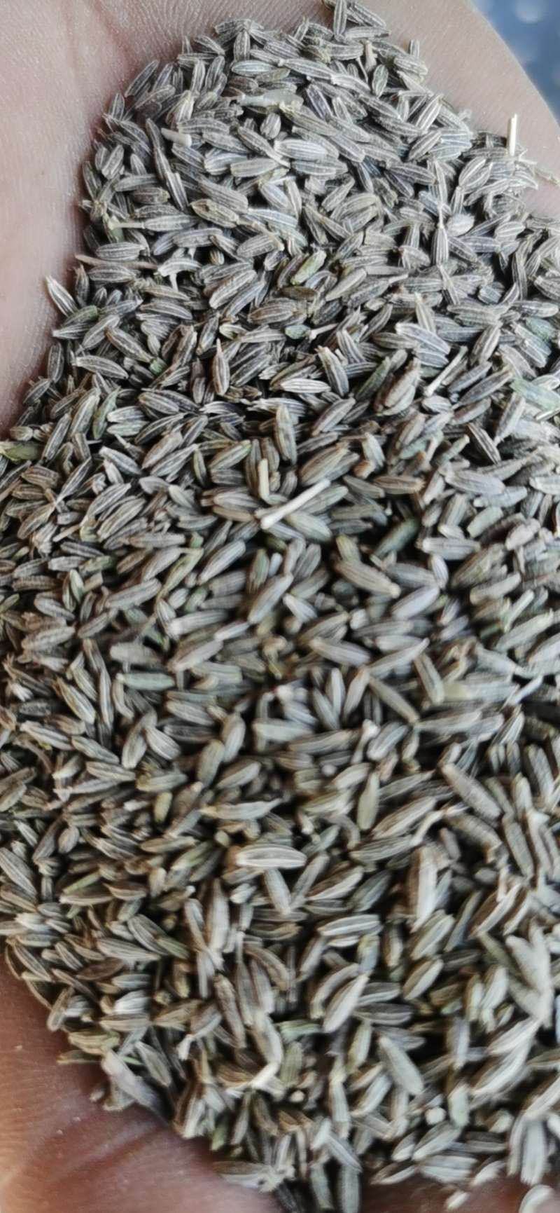 新疆特级孜然量大有优惠，假一赔十不掺任何进口孜然