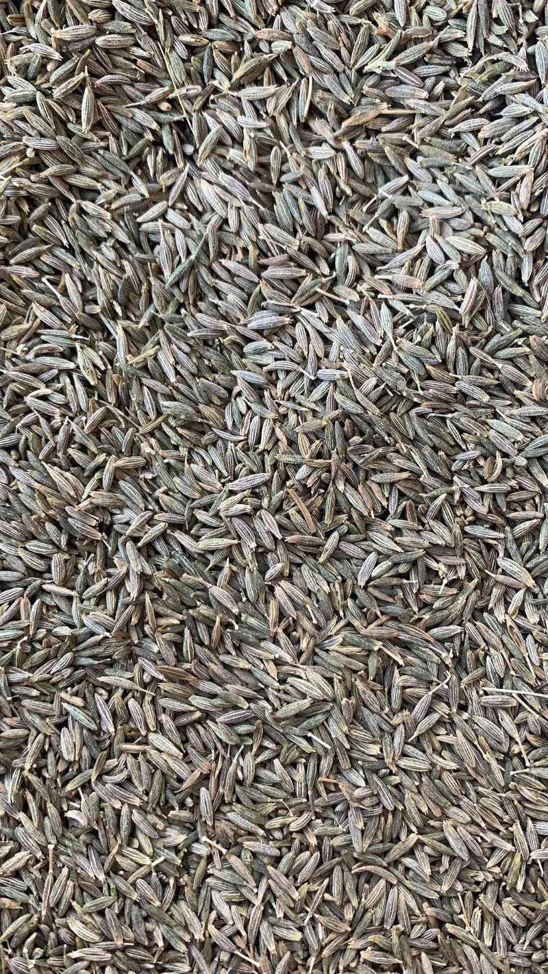 新疆特级孜然量大有优惠，假一赔十不掺任何进口孜然