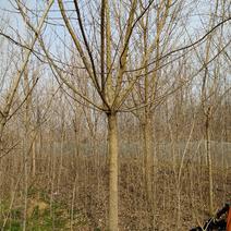 银杏之乡基地直供五角枫合欢等各种规格绿化苗木