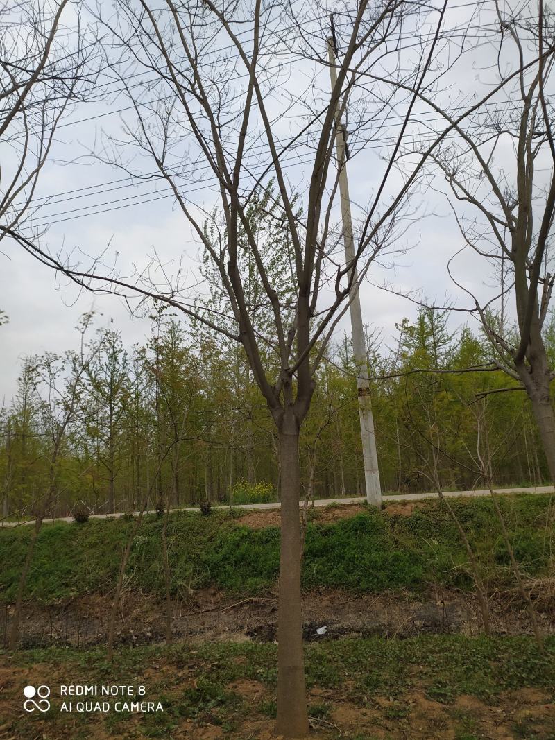 银杏之乡基地直供五角枫合欢等各种规格绿化苗木