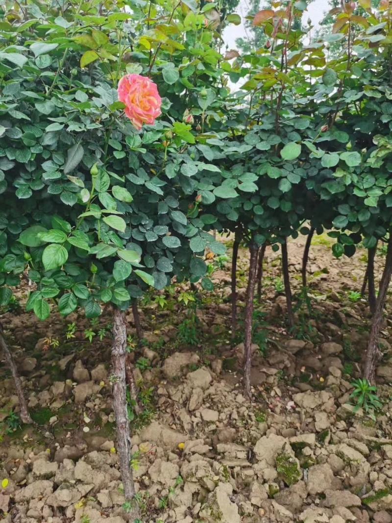 独杆月季树状月季无纺布月季树四季开花