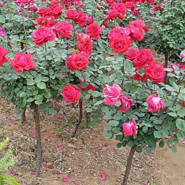 独杆月季树状月季无纺布月季树四季开花
