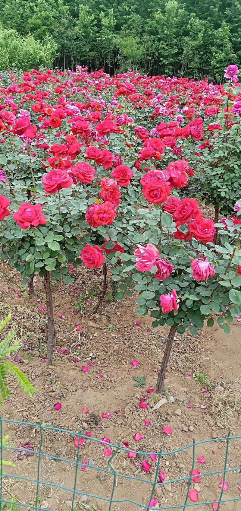 独杆月季树状月季无纺布月季树四季开花