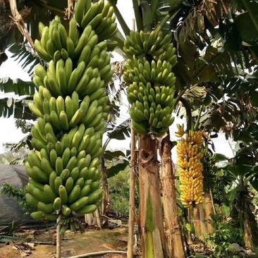 广西香蕉苗，组培苗，脱毒苗，无病害，基地供货成活有保证