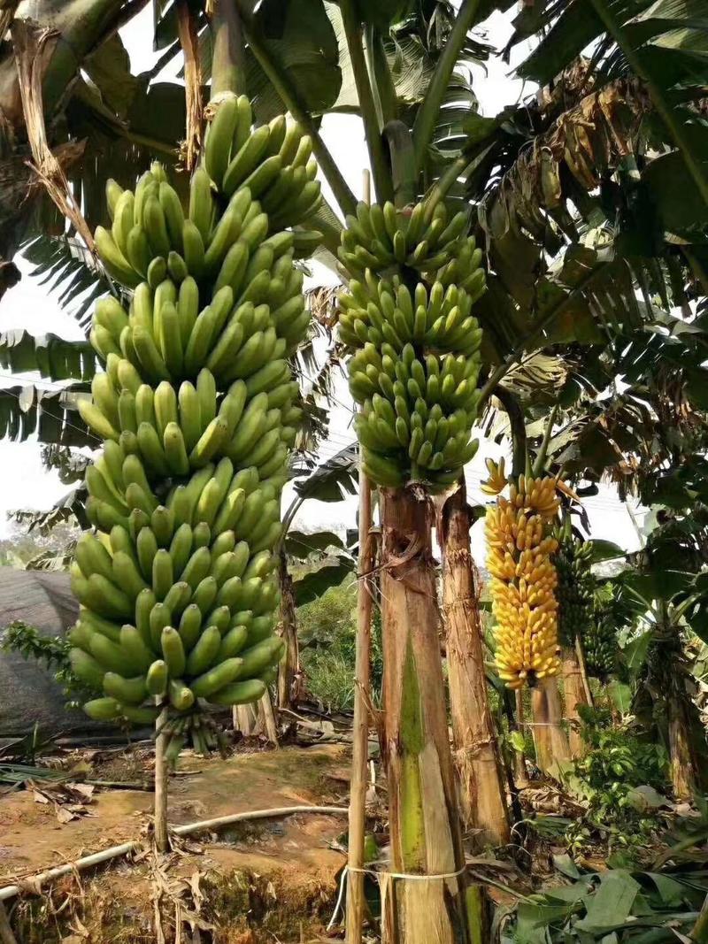广西香蕉苗，组培苗，脱毒苗，无病害，基地供货成活有保证