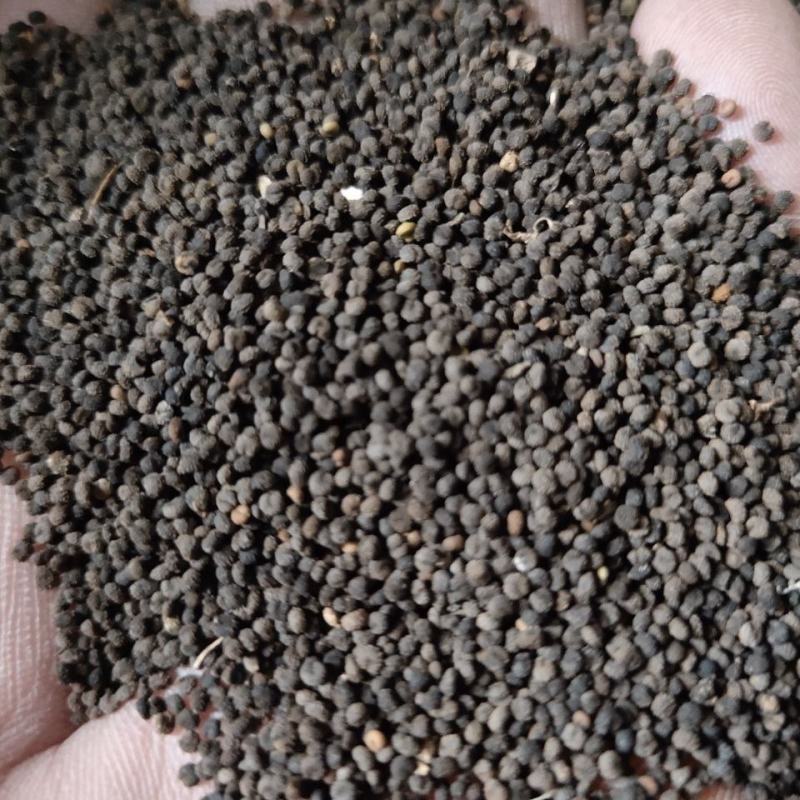 白花菜子别名臭菜、臭花菜，白花菜籽等各种外用药材