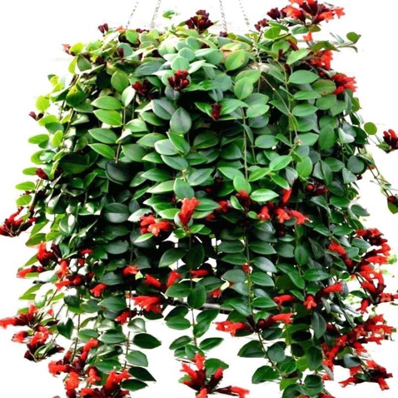 牡丹吊兰植物绿萝常春藤盆栽绿植花卉盆栽口红吊兰除甲醛净化