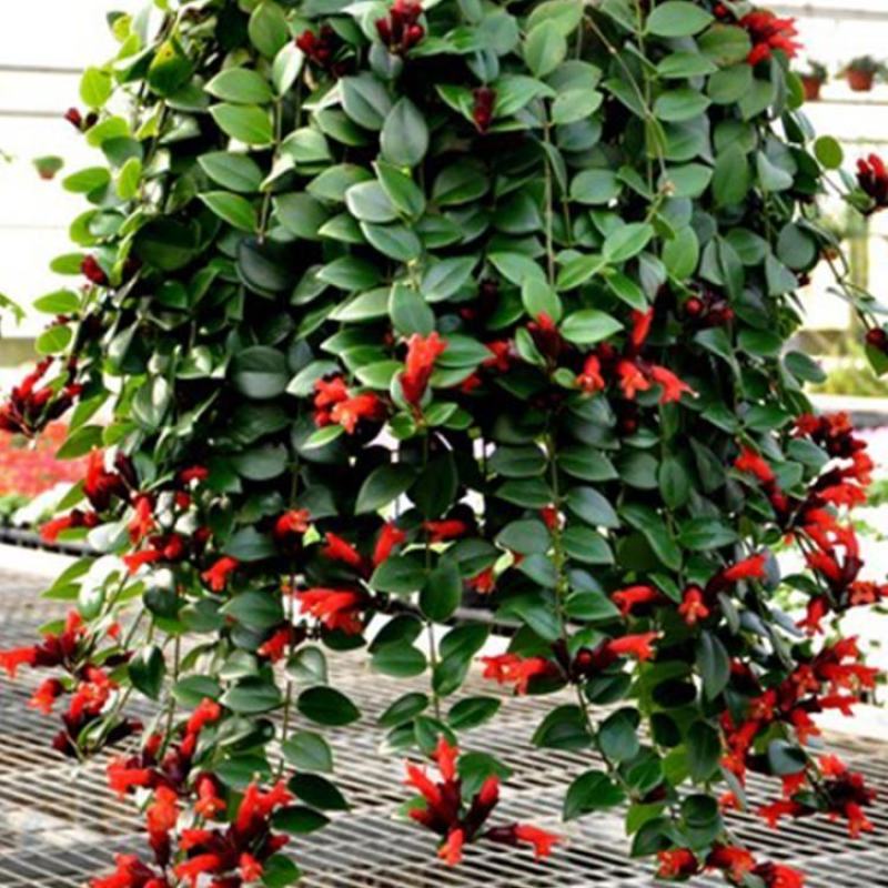 牡丹吊兰植物绿萝常春藤盆栽绿植花卉盆栽口红吊兰除甲醛净化