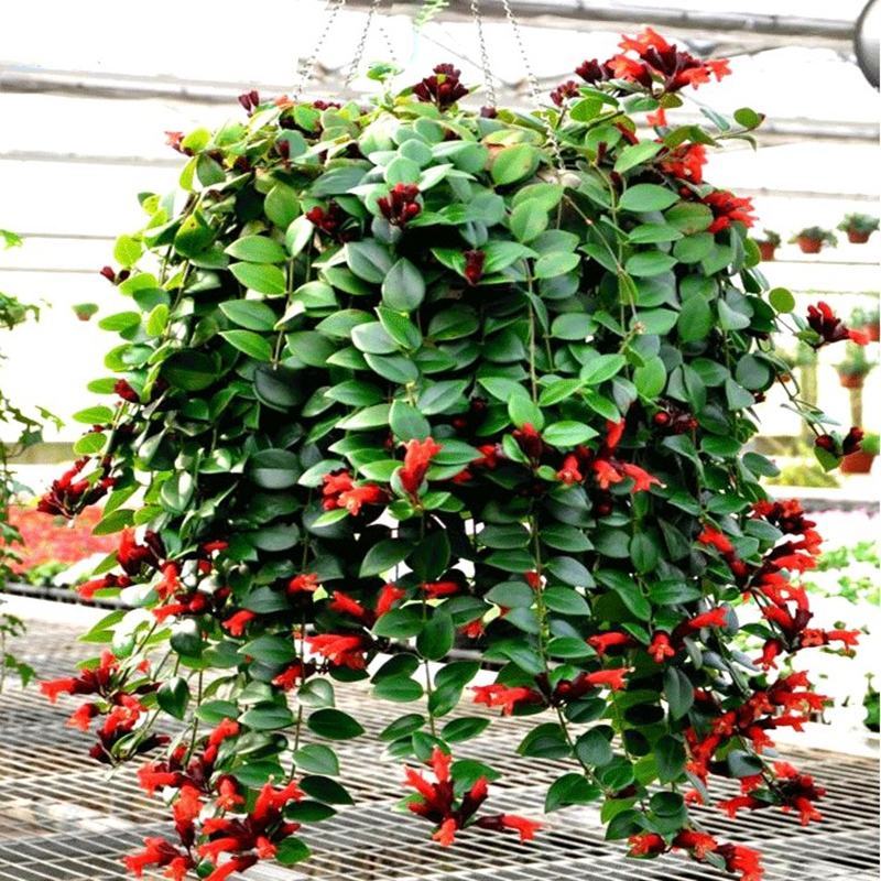 牡丹吊兰植物绿萝常春藤盆栽绿植花卉盆栽口红吊兰除甲醛净化