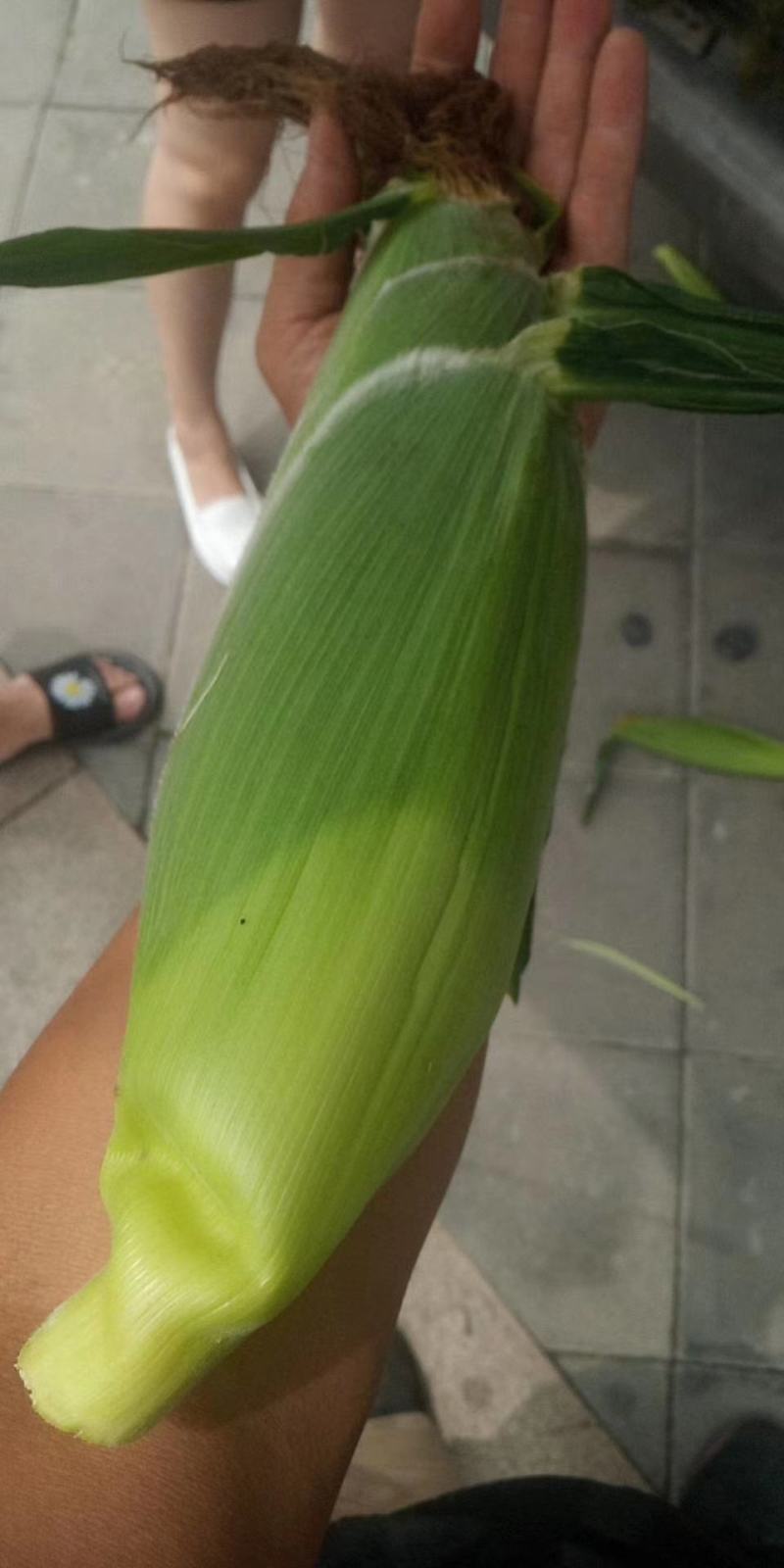 新鲜玉米产地直发专供超市颗粒饱满