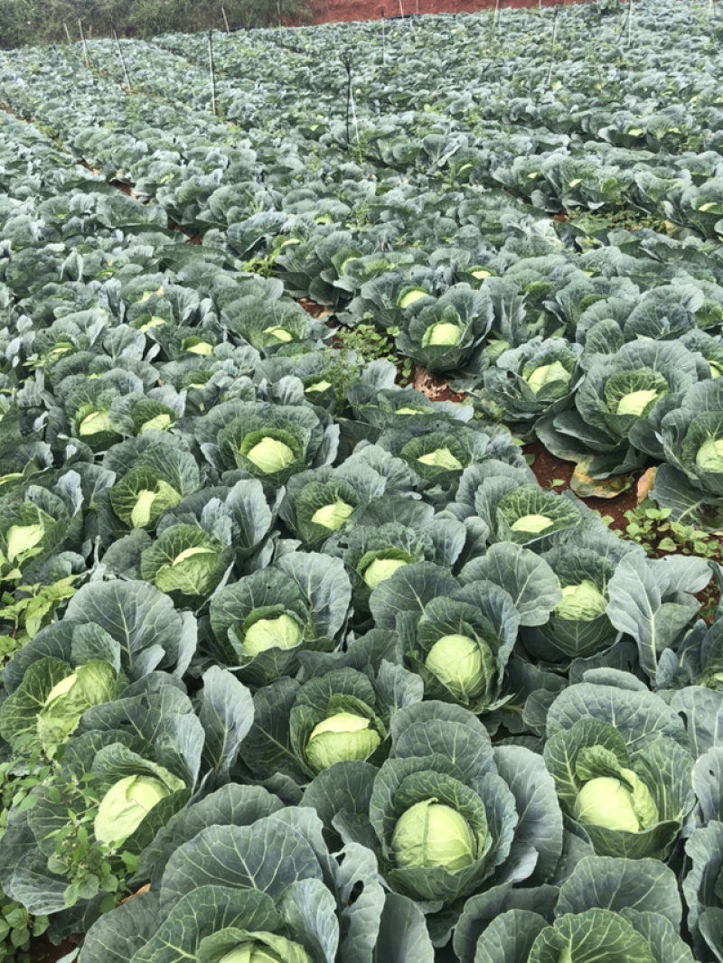 云南山地黄心大白菜产地热卖欢迎广大客商订购