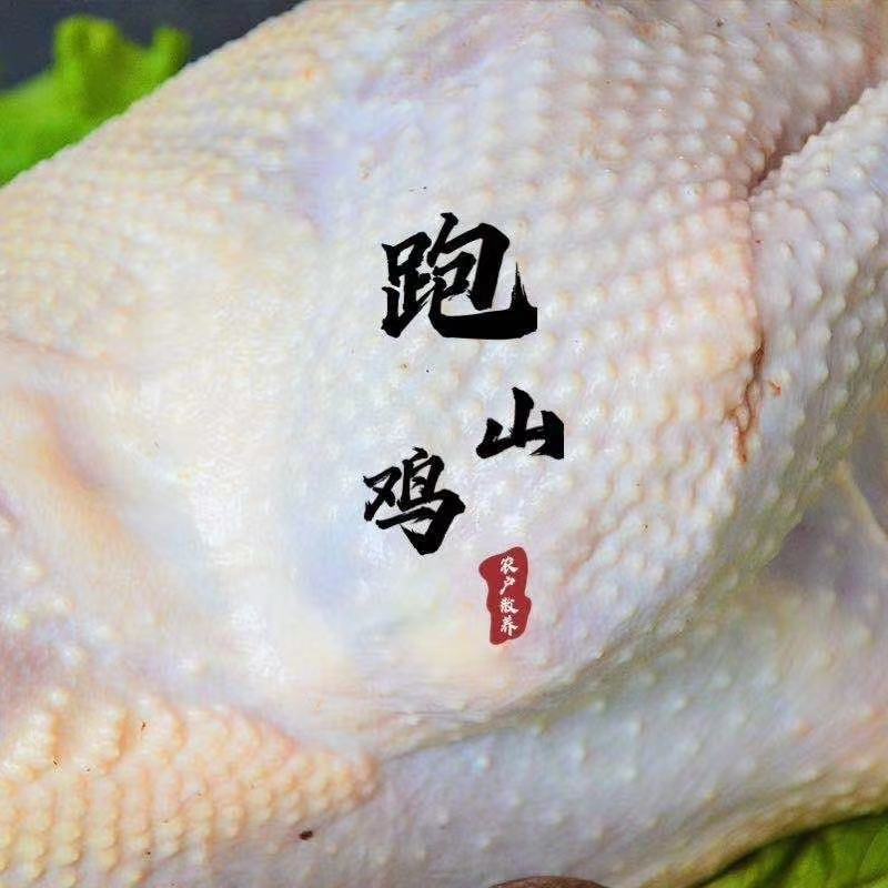 辽宁东港纯野生跑山乌鸡肉质鲜嫩口感非常好