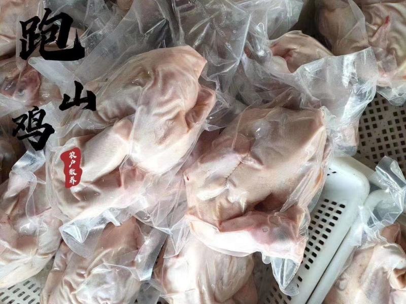 辽宁东港纯野生跑山乌鸡肉质鲜嫩口感非常好