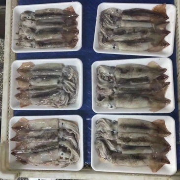 辽宁东港新鲜加工的大鱿鱼