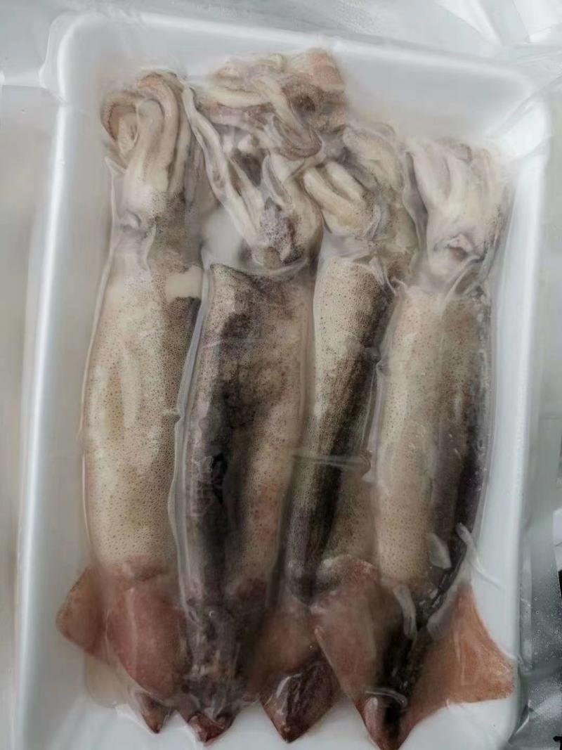 辽宁东港新鲜加工的大鱿鱼