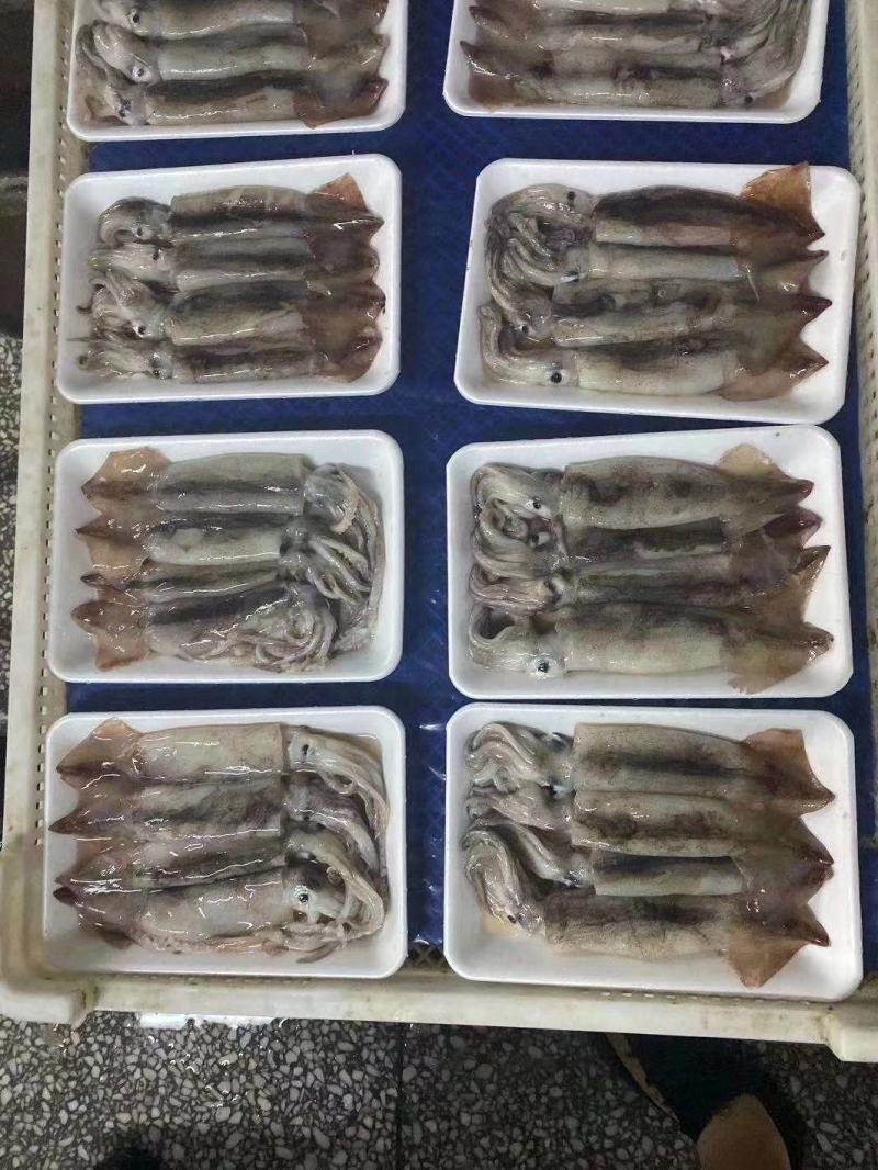 辽宁东港新鲜加工的大鱿鱼