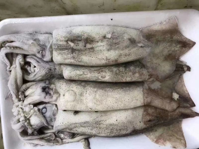 辽宁东港新鲜加工的大鱿鱼