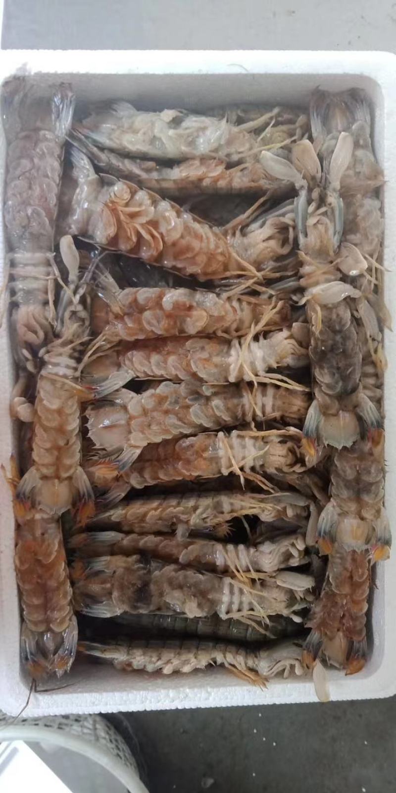 辽宁东港黄海冷冻皮皮虾公母都有