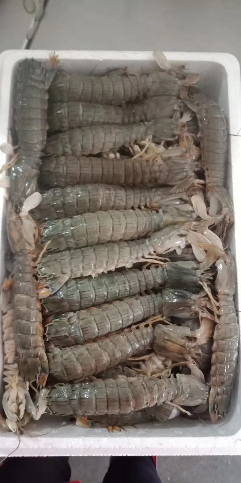 辽宁东港黄海冷冻皮皮虾公母都有