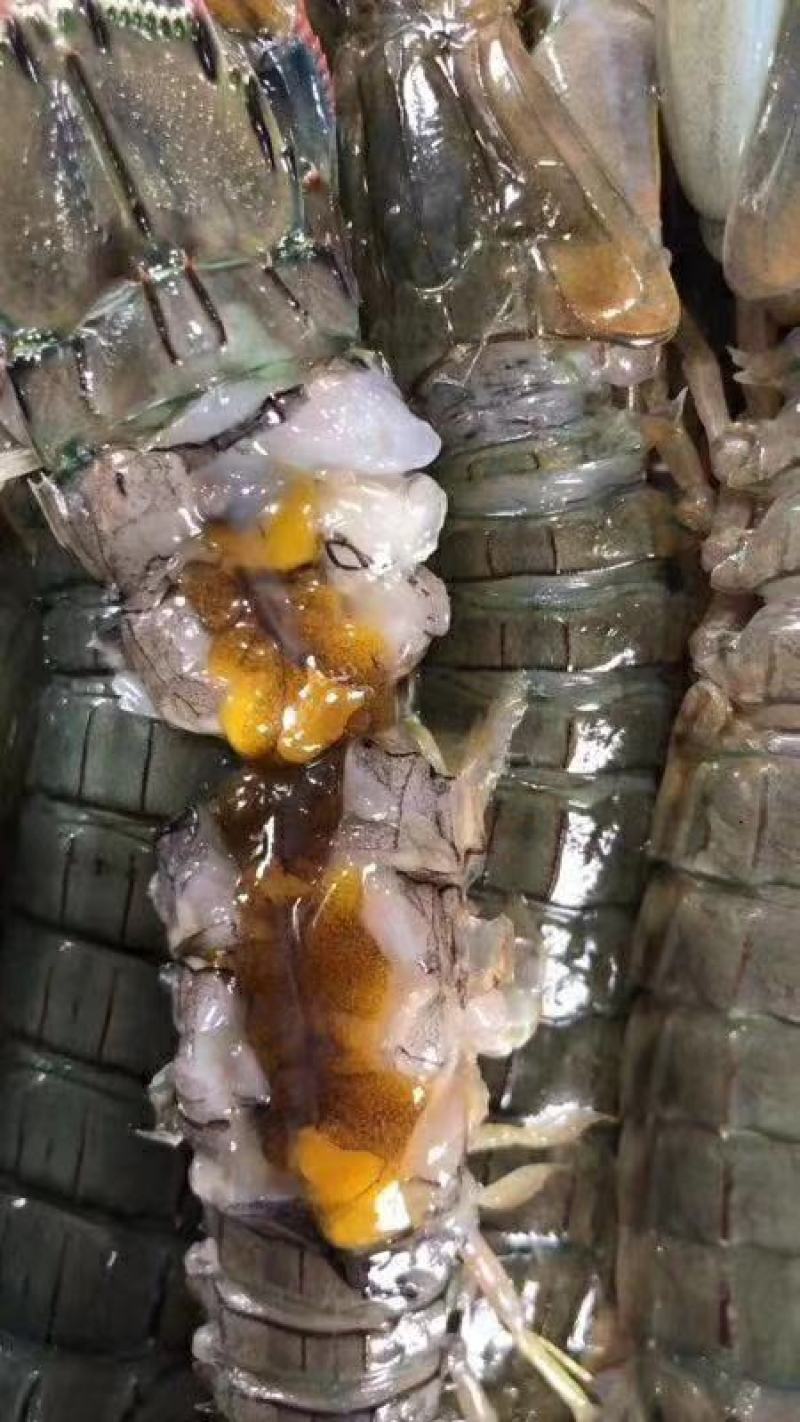 辽宁东港黄海冷冻皮皮虾公母都有