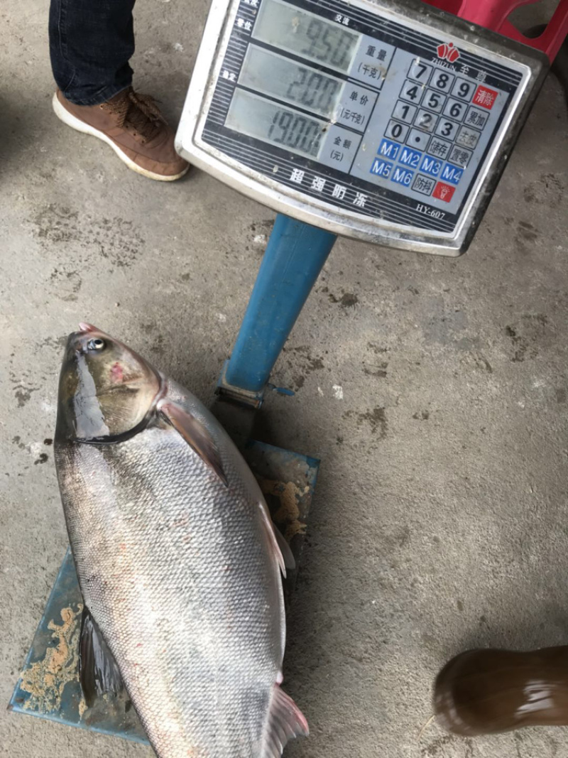 🔥白鲢水花、夏花、小乌子、鳜鱼饵料、体制好货靓