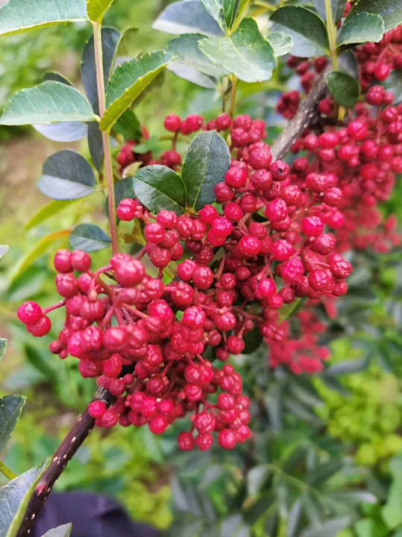 四川汉源花椒，贡椒，麻香味十足，川菜之魂