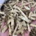 萆薢棉萆薢无硫磺熏蒸一公斤起批