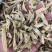 萆薢棉萆薢无硫磺熏蒸一公斤起批