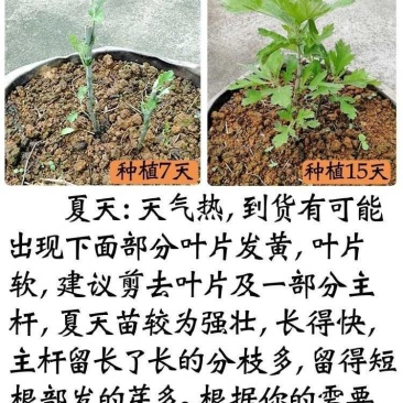 免费送艾草苗5根现挖现发可食用驱蚊草艾叶盆栽艾草苗盆栽