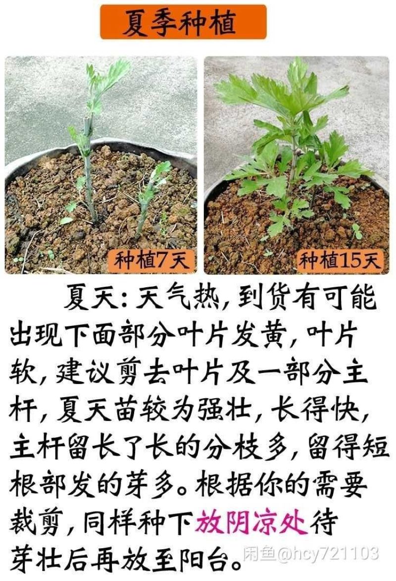 免费送艾草苗5根现挖现发可食用驱蚊草艾叶盆栽艾草苗盆栽
