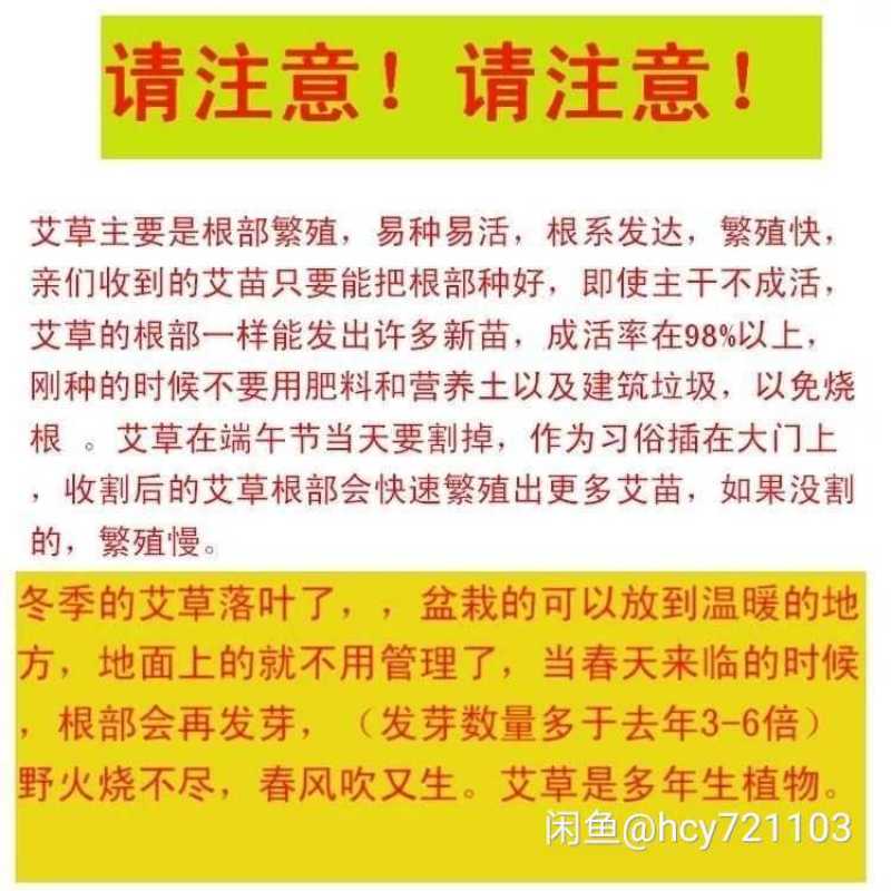 免费送艾草苗5根现挖现发可食用驱蚊草艾叶盆栽艾草苗盆栽